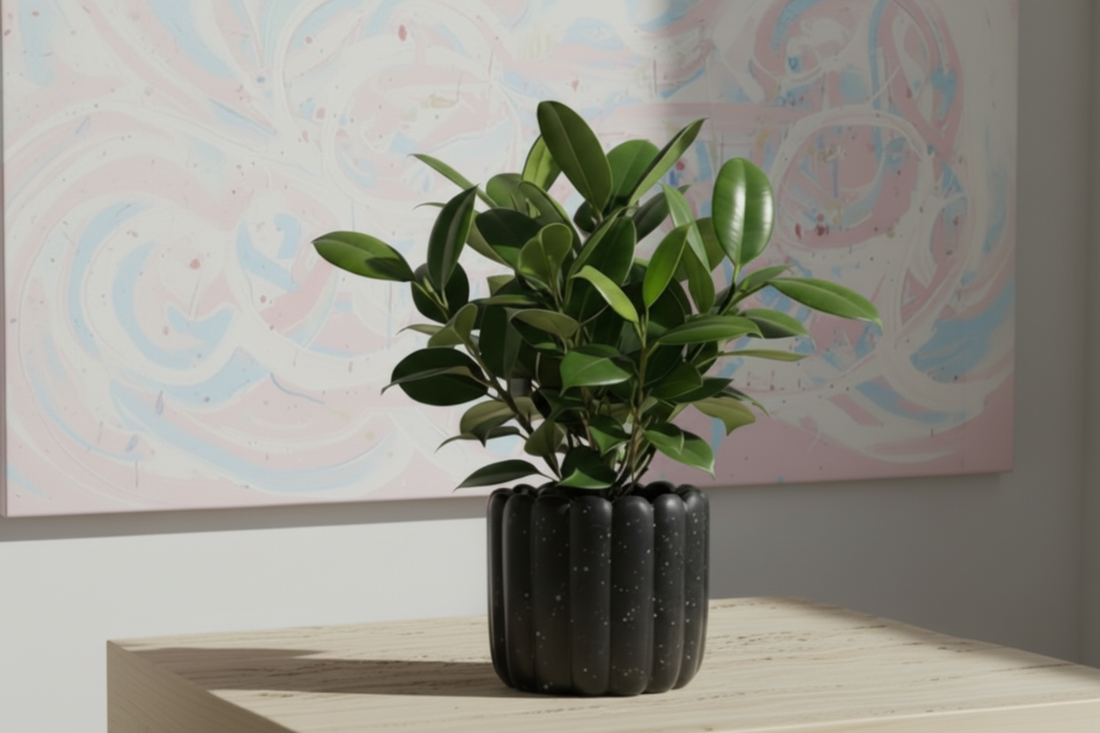 photo d'illustration de l'article "3- Quand et comment rempoter une plante d’intérieur ? tout savoir pour des plantes en pleine santé"avec le pot ficus