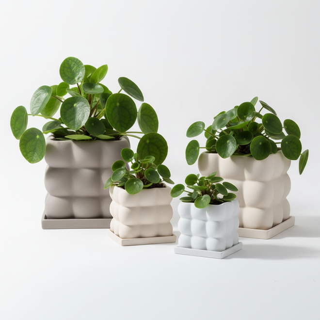 Cache pots pilea