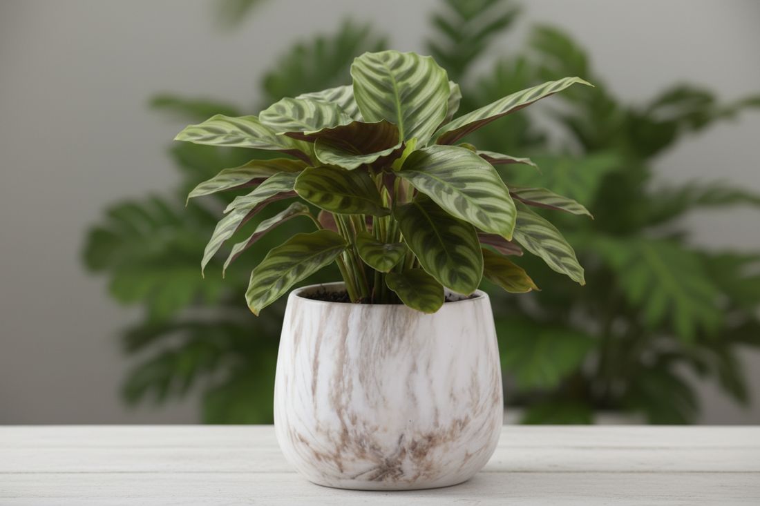 Cache pot calathea