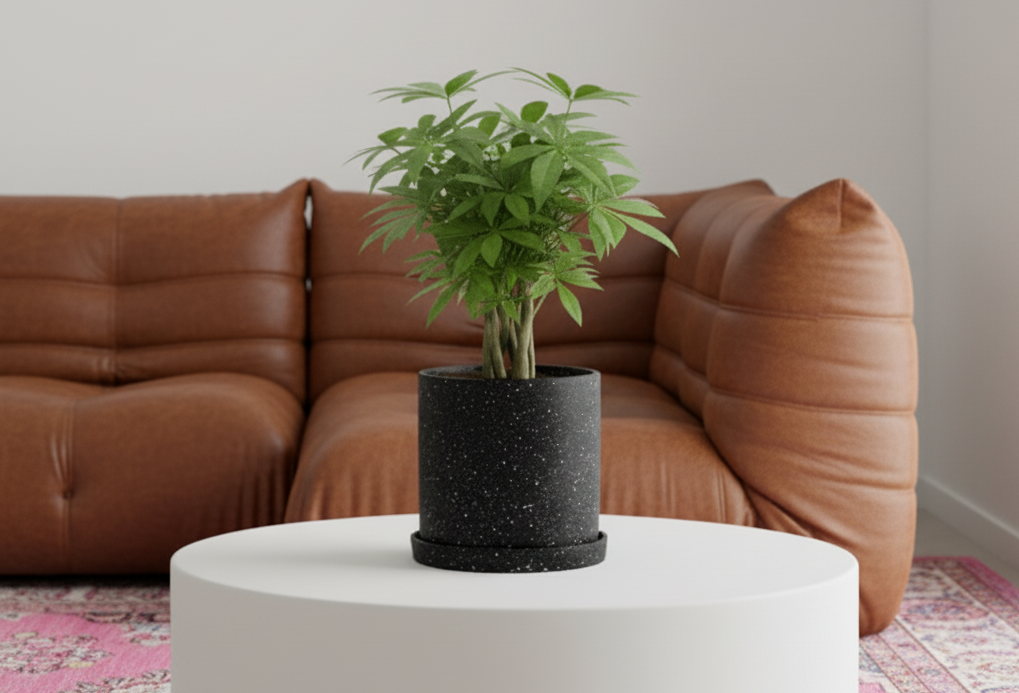 Photo avec un pot en céramique noir sur une table basse blanche et un tapis persan rose. Il y a un togo en cuir marron. Cette photo illustre l'article : Quand rempoter une plante ? ne plus faites plus d'erreurs 