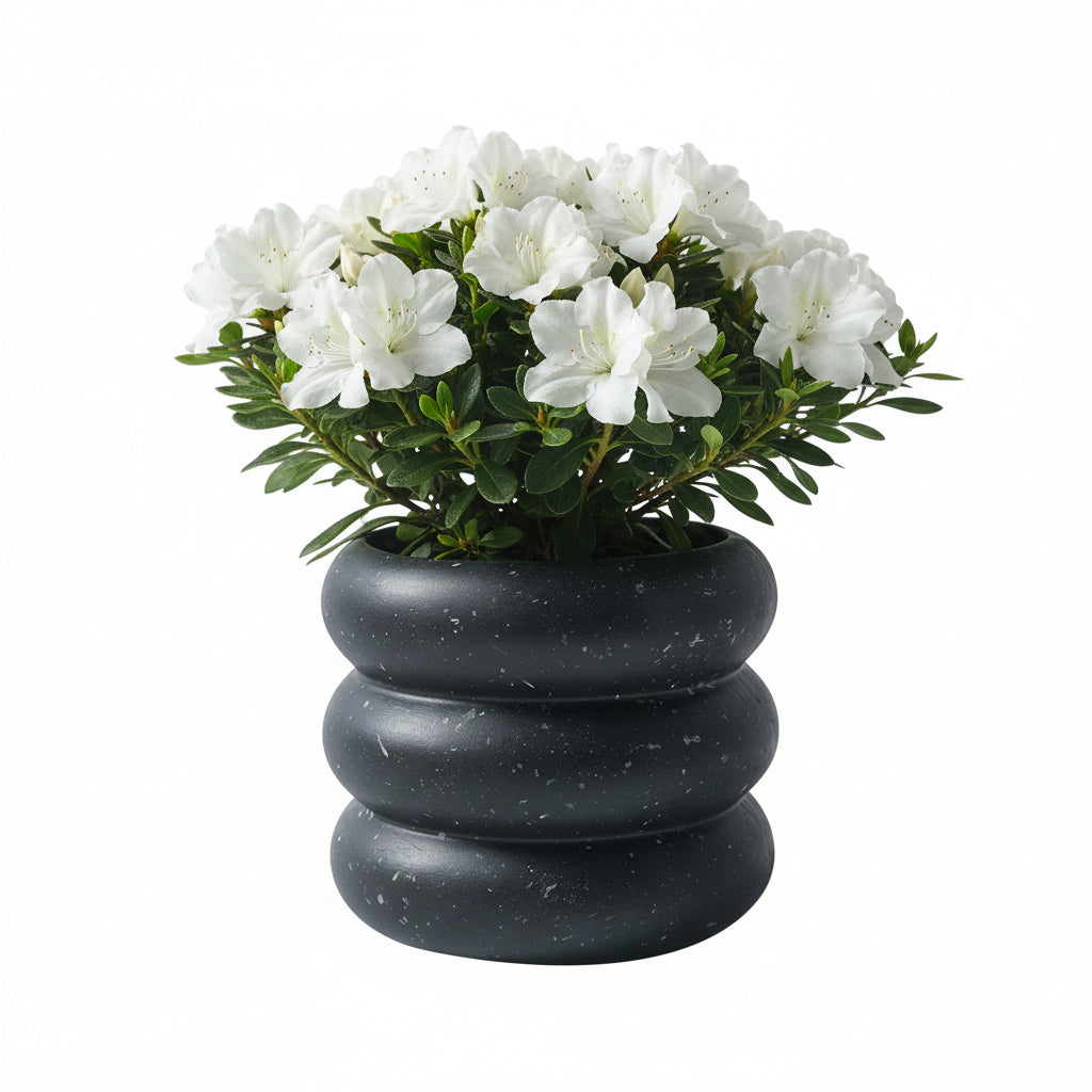 Photo de presentation du cache pot en ceramique azalee noir sur fond blanc