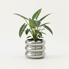 Photo de présentation du cache pot en ceramique alocasia argent miroir sur fond blanc