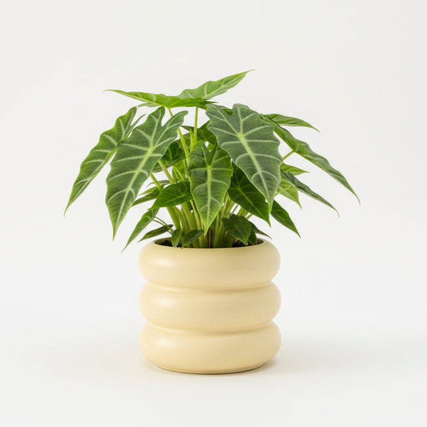 Photo de présentation du cache pot en ceramique alocasia jaune sur fond blanc
