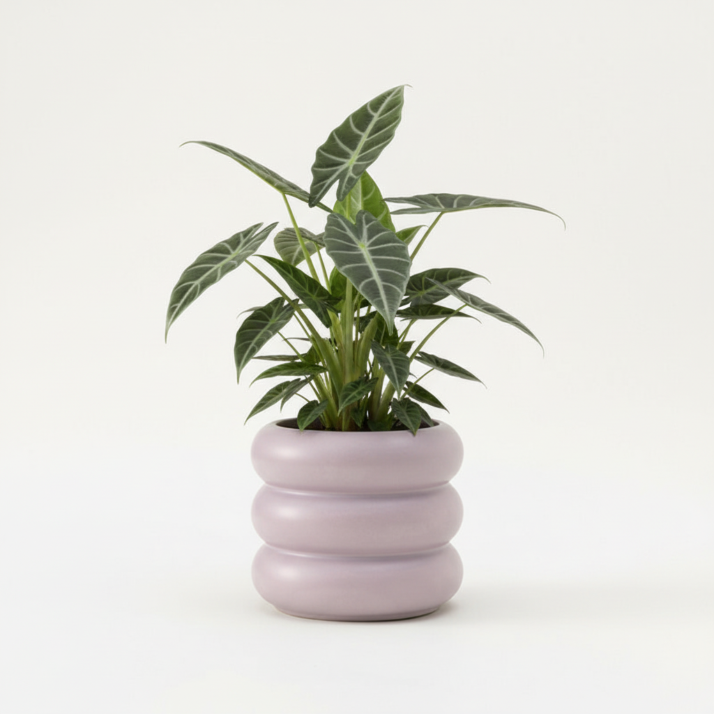 Photo de présentation du cache pot en ceramique alocasia lila sur fond blanc