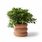 Photo de presentation du cache pot en ceramique azalee terracota sur fond blanc