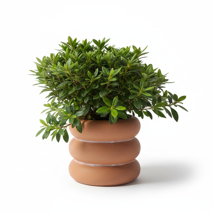 Photo de presentation du cache pot en ceramique azalee terracota sur fond blanc