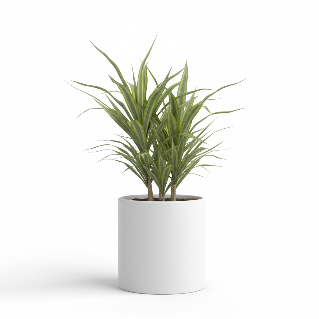 Photo de presentation du cache pot en ceramique dracaena blanc. Le cache pot est devant un fond blanc.