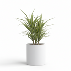Photo de presentation du cache pot en ceramique dracaena blanc. Le cache pot est devant un fond blanc.