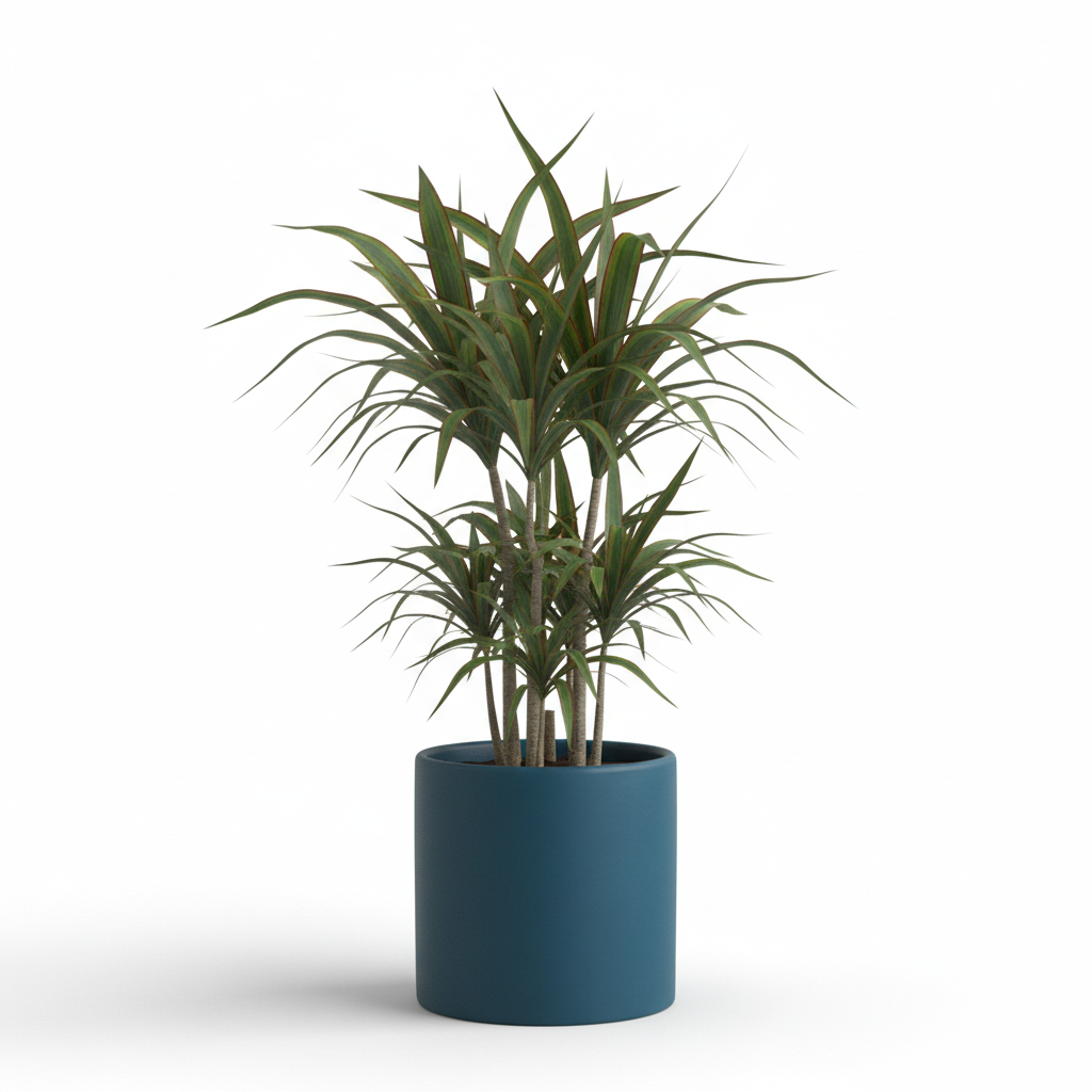 Photo de presentation du cache pot en ceramique dracaena bleu canard. Le cache pot est devant un fond blanc.