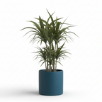 Photo de presentation du cache pot en ceramique dracaena bleu canard. Le cache pot est devant un fond blanc.