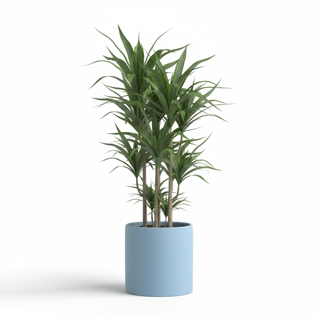 Photo de presentation du cache pot en ceramique dracaena bleu clair. Le cache pot est devant un fond blanc.