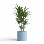 Photo de presentation du cache pot en ceramique dracaena bleu clair. Le cache pot est devant un fond blanc.