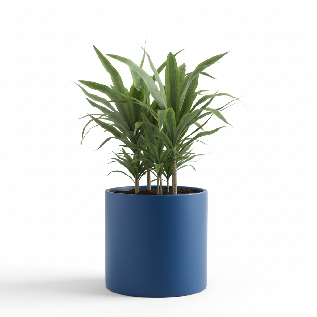 Photo de presentation du cache pot en ceramique dracaena bleu roi. Le cache pot est devant un fond blanc.