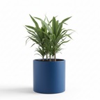 Photo de presentation du cache pot en ceramique dracaena bleu roi. Le cache pot est devant un fond blanc.