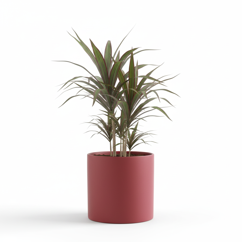 Photo de presentation du cache pot en ceramique dracaena bordeaux. Le cache pot est devant un fond blanc.