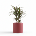 Photo de presentation du cache pot en ceramique dracaena bordeaux. Le cache pot est devant un fond blanc.