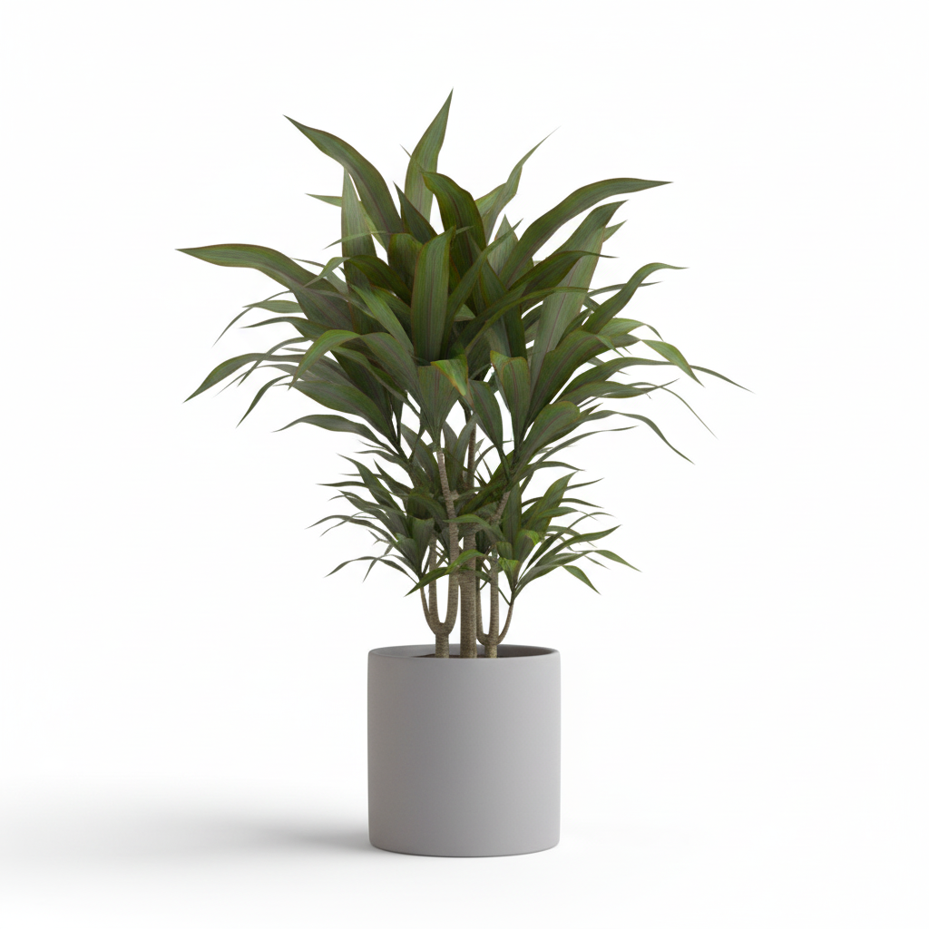Photo de presentation du cache pot en ceramique dracaena gris. Le cache pot est devant un fond blanc.