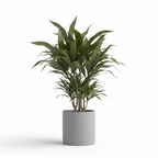 Photo de presentation du cache pot en ceramique dracaena gris. Le cache pot est devant un fond blanc.