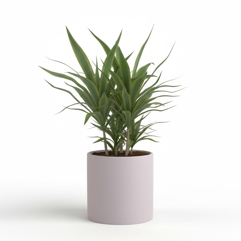 Photo de presentation du cache pot en ceramique dracaena gris clair. Le cache pot est devant un fond blanc.