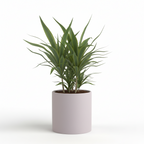 Photo de presentation du cache pot en ceramique dracaena gris clair. Le cache pot est devant un fond blanc.