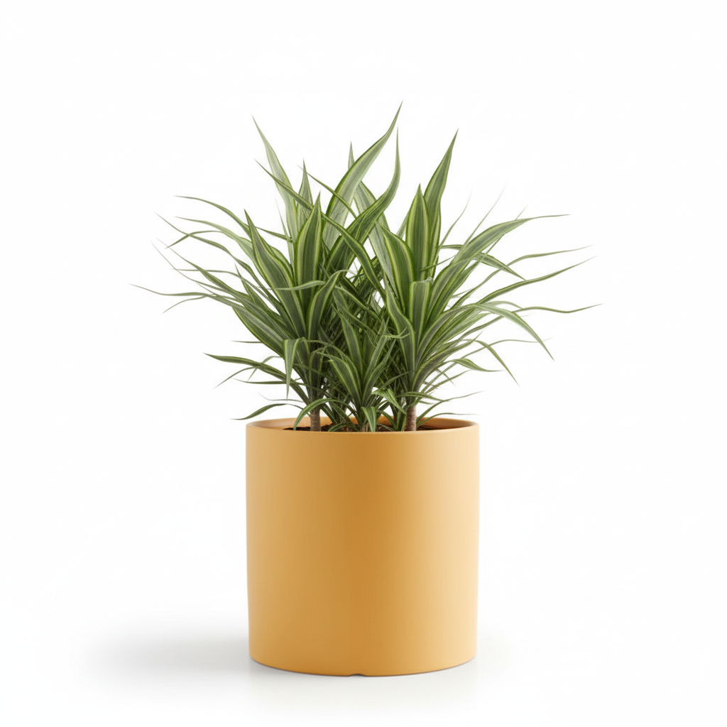 Photo de presentation du cache pot en ceramique dracaena jaune. Le cache pot est devant un fond blanc.