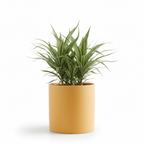 Photo de presentation du cache pot en ceramique dracaena jaune. Le cache pot est devant un fond blanc.