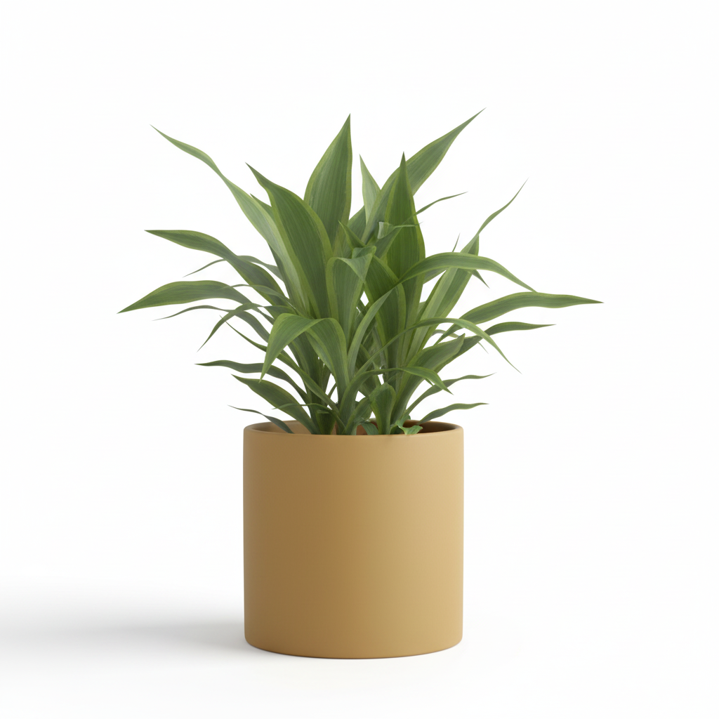 Photo de presentation du cache pot en ceramique dracaena jaune moutarde. Le cache pot est devant un fond blanc.