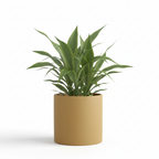 Photo de presentation du cache pot en ceramique dracaena jaune moutarde. Le cache pot est devant un fond blanc.