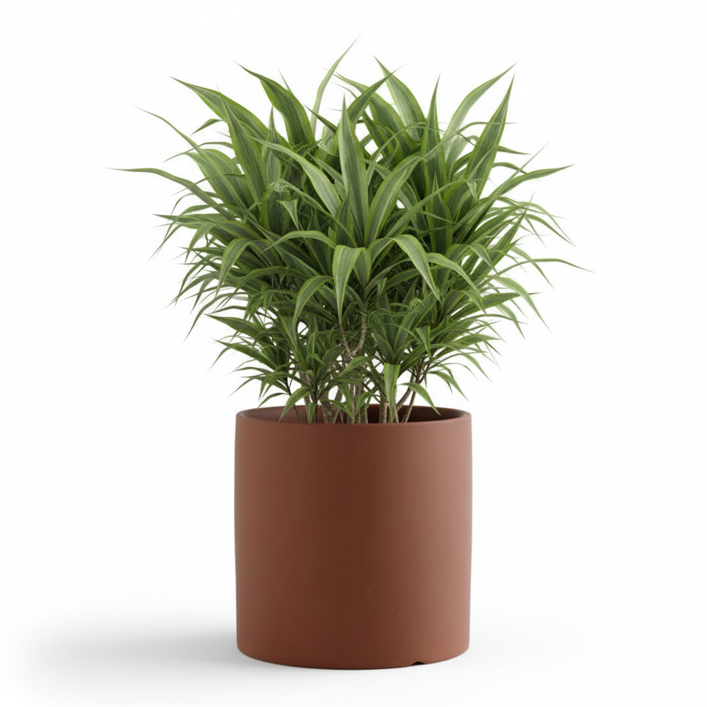 Photo de presentation du cache pot en ceramique dracaena marron. Le cache pot est devant un fond blanc.
