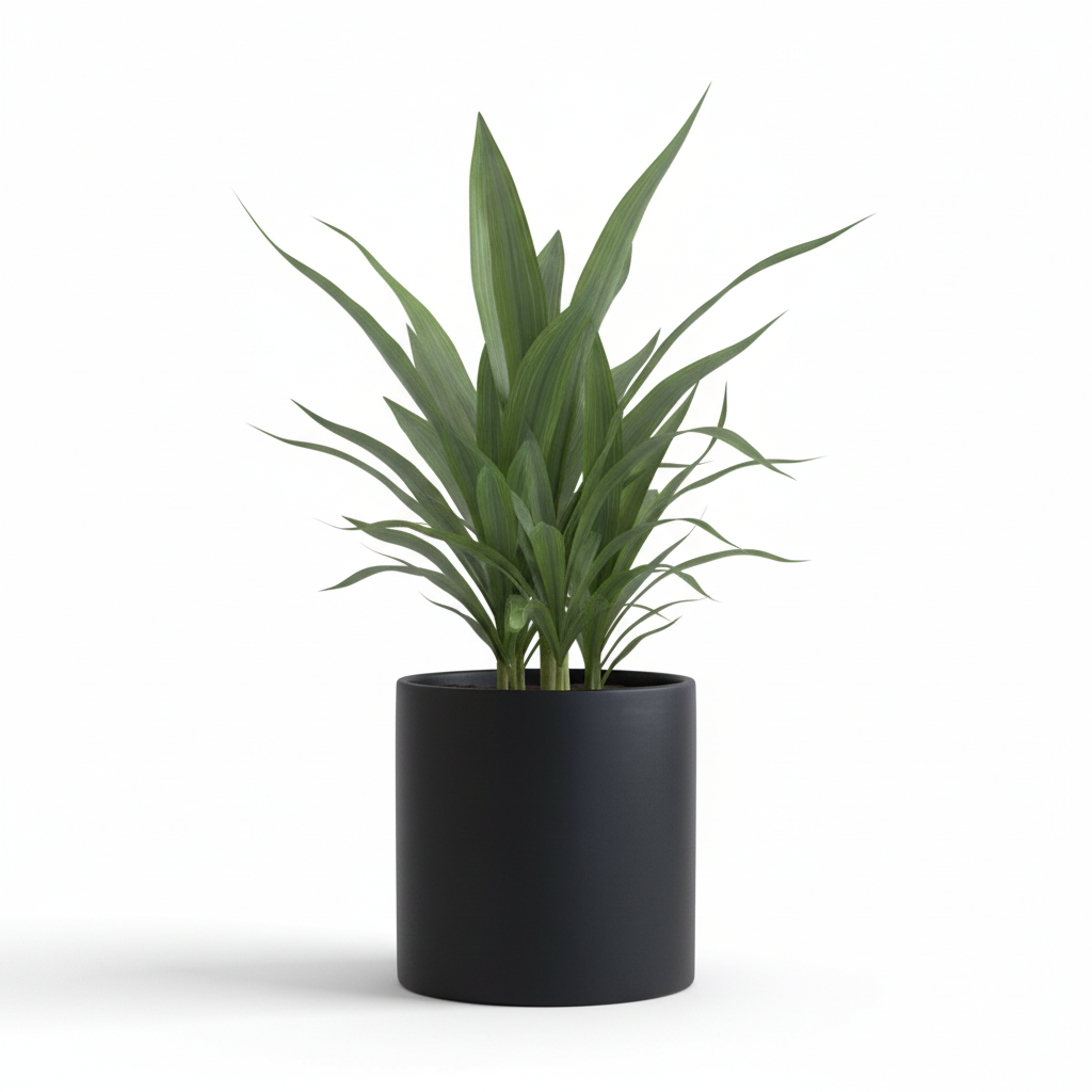 Photo de presentation du cache pot en ceramique dracaena noir. Le cache pot est devant un fond blanc.