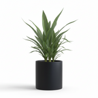 Photo de presentation du cache pot en ceramique dracaena noir. Le cache pot est devant un fond blanc.