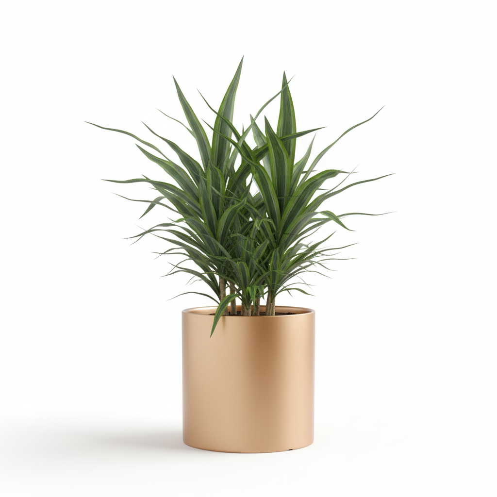 Photo de presentation du cache pot en ceramique dracaena or. Le cache pot est devant un fond blanc.