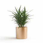 Photo de presentation du cache pot en ceramique dracaena or. Le cache pot est devant un fond blanc.