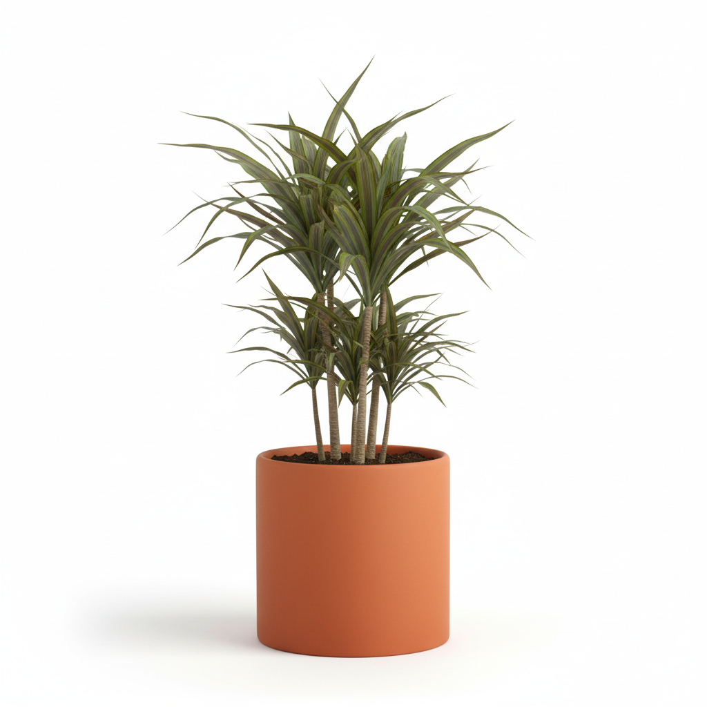 Photo de presentation du cache pot en ceramique dracaena orange. Le cache pot est devant un fond blanc.