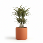 Photo de presentation du cache pot en ceramique dracaena orange. Le cache pot est devant un fond blanc.