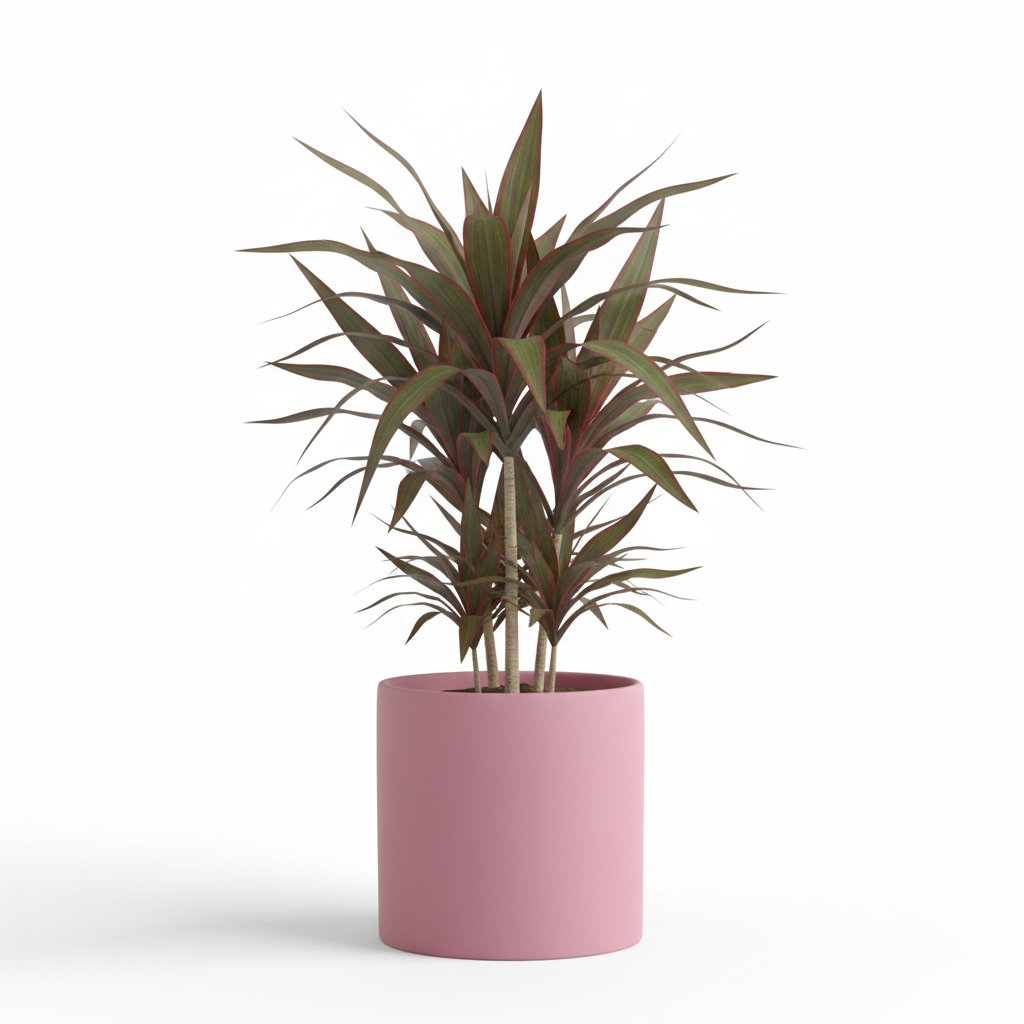 Photo de presentation du cache pot en ceramique dracaena rose. Le cache pot est devant un fond blanc.