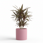 Photo de presentation du cache pot en ceramique dracaena rose. Le cache pot est devant un fond blanc.