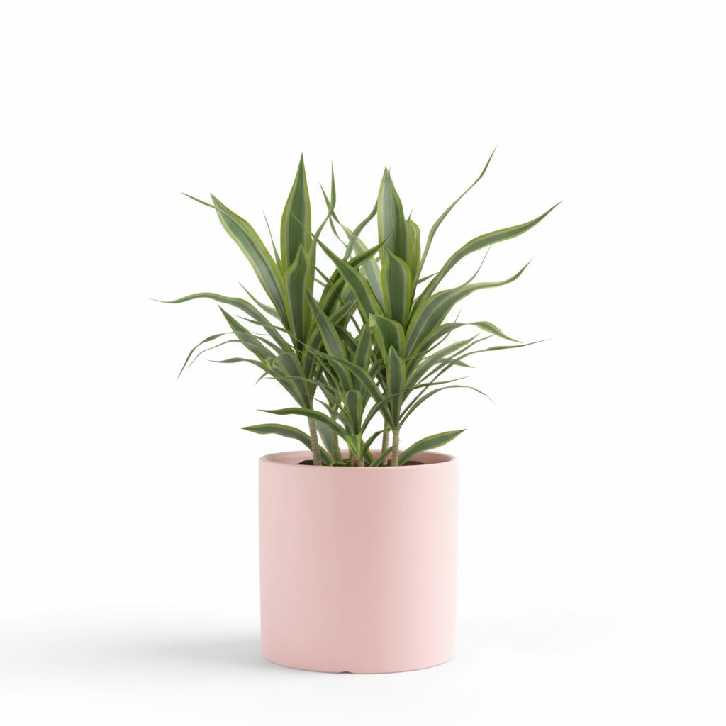 Photo de presentation du cache pot en ceramique dracaena rose pale. Le cache pot est devant un fond blanc.