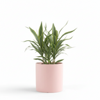 Photo de presentation du cache pot en ceramique dracaena rose pale. Le cache pot est devant un fond blanc.