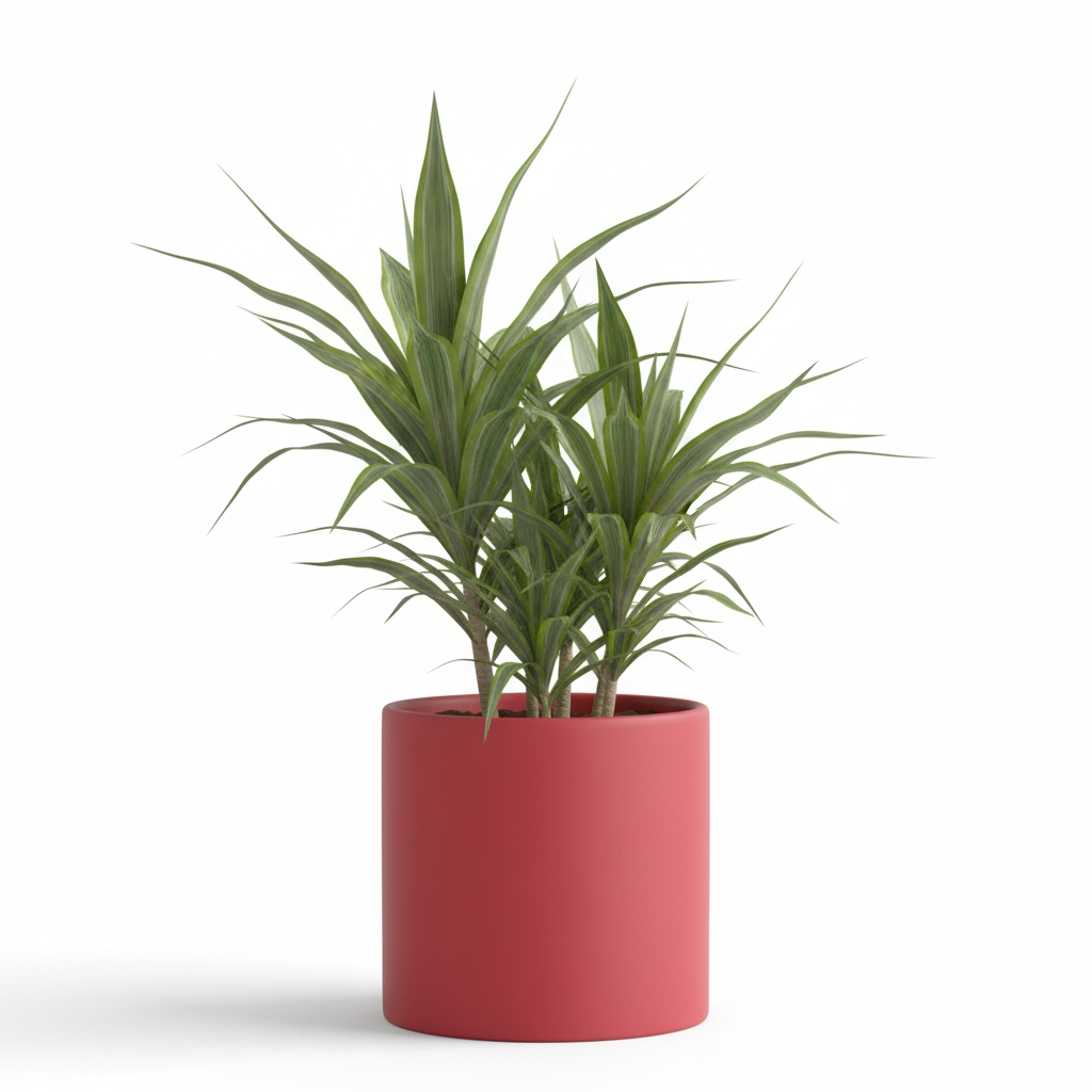 Photo de presentation du cache pot en ceramique dracaena rouge. Le cache pot est devant un fond blanc.