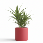 Photo de presentation du cache pot en ceramique dracaena rouge. Le cache pot est devant un fond blanc.