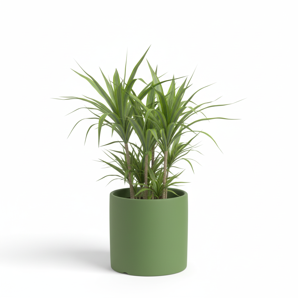 Photo de presentation du cache pot en ceramique dracaena vert. Le cache pot est devant un fond blanc.