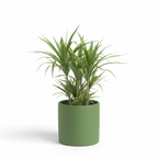 Photo de presentation du cache pot en ceramique dracaena vert. Le cache pot est devant un fond blanc.