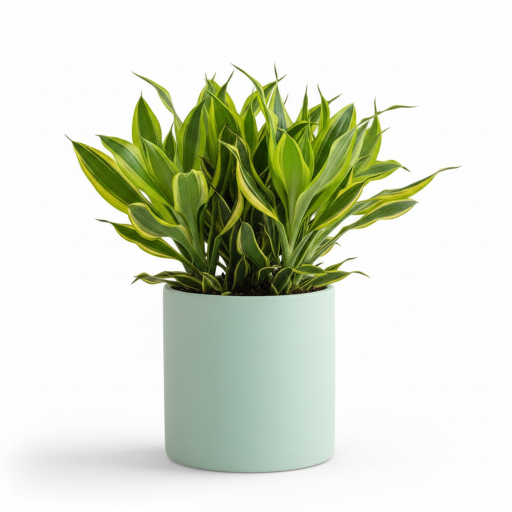 Photo de presentation du cache pot en ceramique dracaena vert deau. Le cache pot est devant un fond blanc.