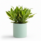 Photo de presentation du cache pot en ceramique dracaena vert deau. Le cache pot est devant un fond blanc.