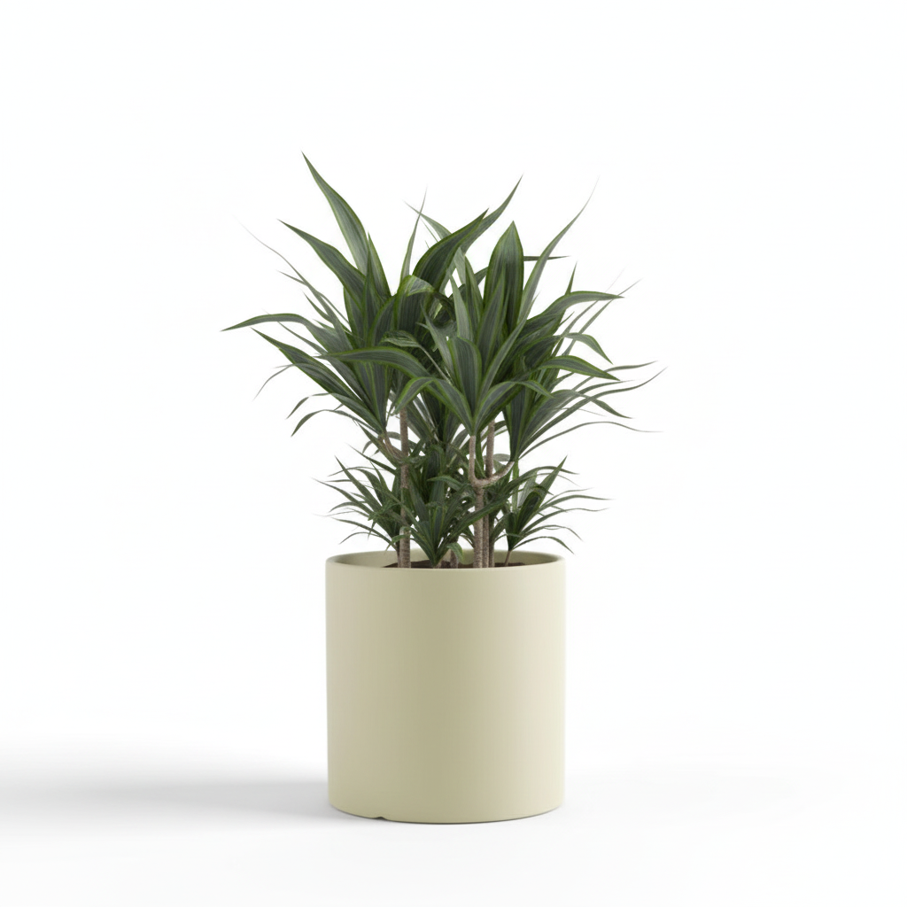 Photo de presentation du cache pot en ceramique dracaena vert matcha. Le cache pot est devant un fond blanc.
