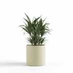 Photo de presentation du cache pot en ceramique dracaena vert matcha. Le cache pot est devant un fond blanc.