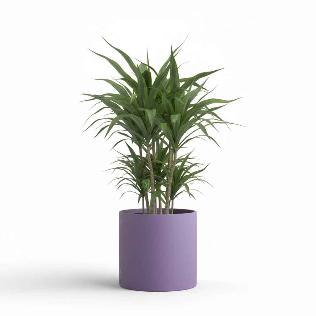 Photo de presentation du cache pot en ceramique dracaena violet. Le cache pot est devant un fond blanc.
