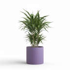 Photo de presentation du cache pot en ceramique dracaena violet. Le cache pot est devant un fond blanc.