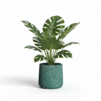 Photo de presentation sur fond blanc du cache pot en ciment monstera vert foret